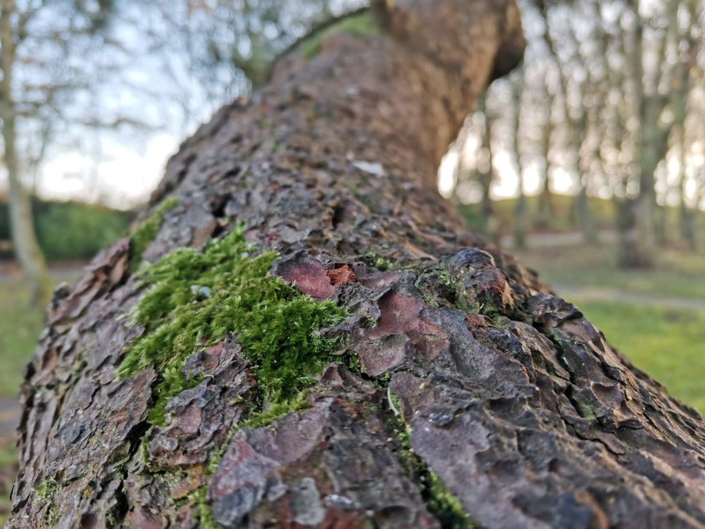 Huawei Nova 5T photos 13