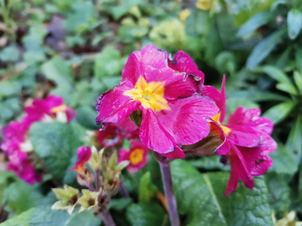 Huawei Nova 5T photos 14