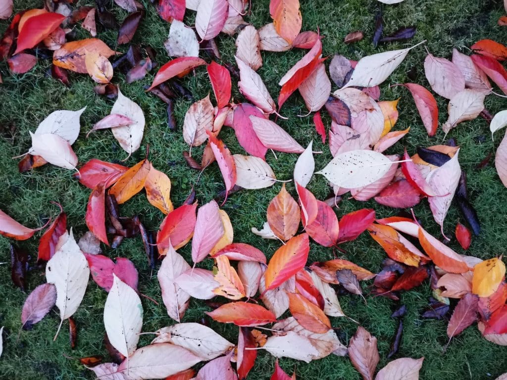 Huawei Nova 5T photos 17