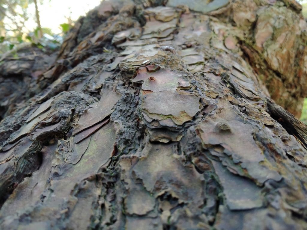 Realme5 Photos 5 macro