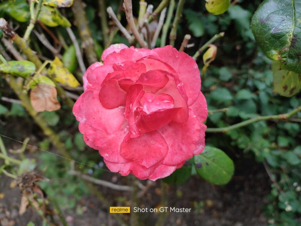 Realme GT Master camera sample 143222