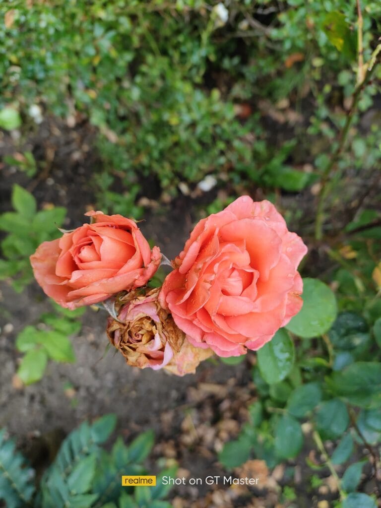 Realme GT Master camera sample 143240 01