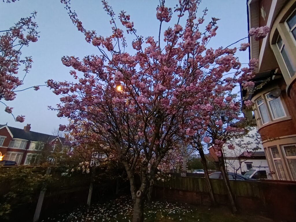 Honor 400 Camera Samples 1 Honor 400 Camera Samples 1