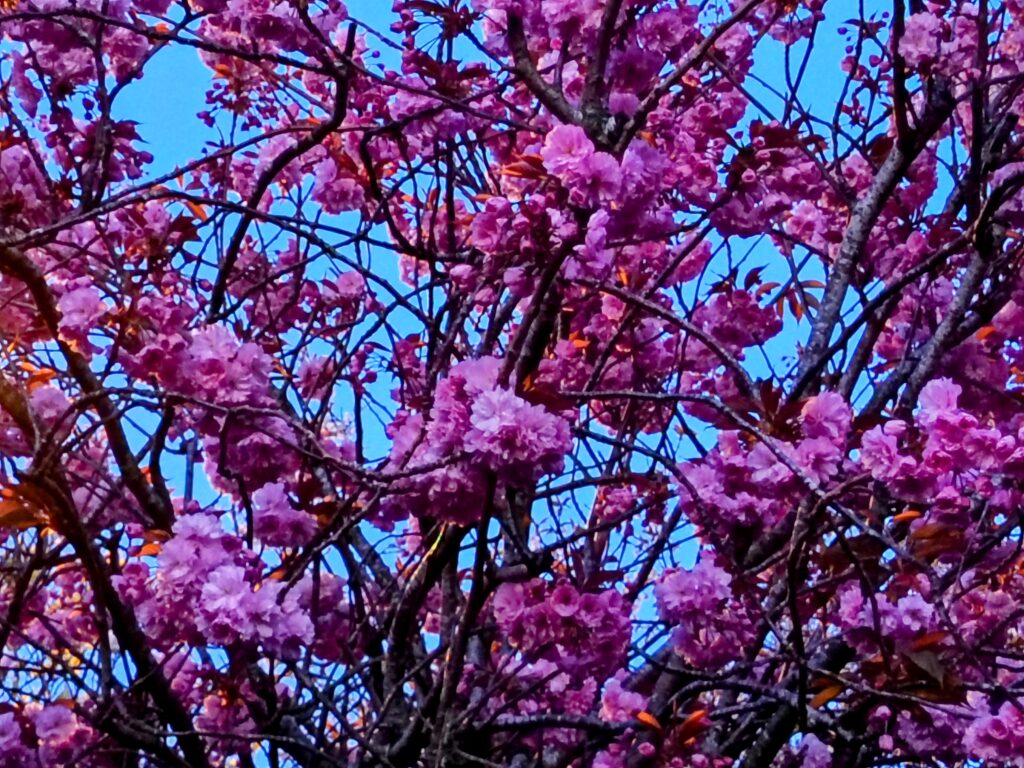Honor 400 Camera Samples 2 Honor 400 Camera Samples 2