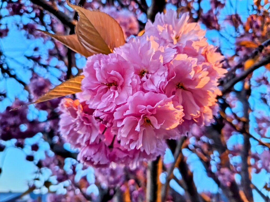 Honor 400 Camera Samples 3 Honor 400 Camera Samples 3