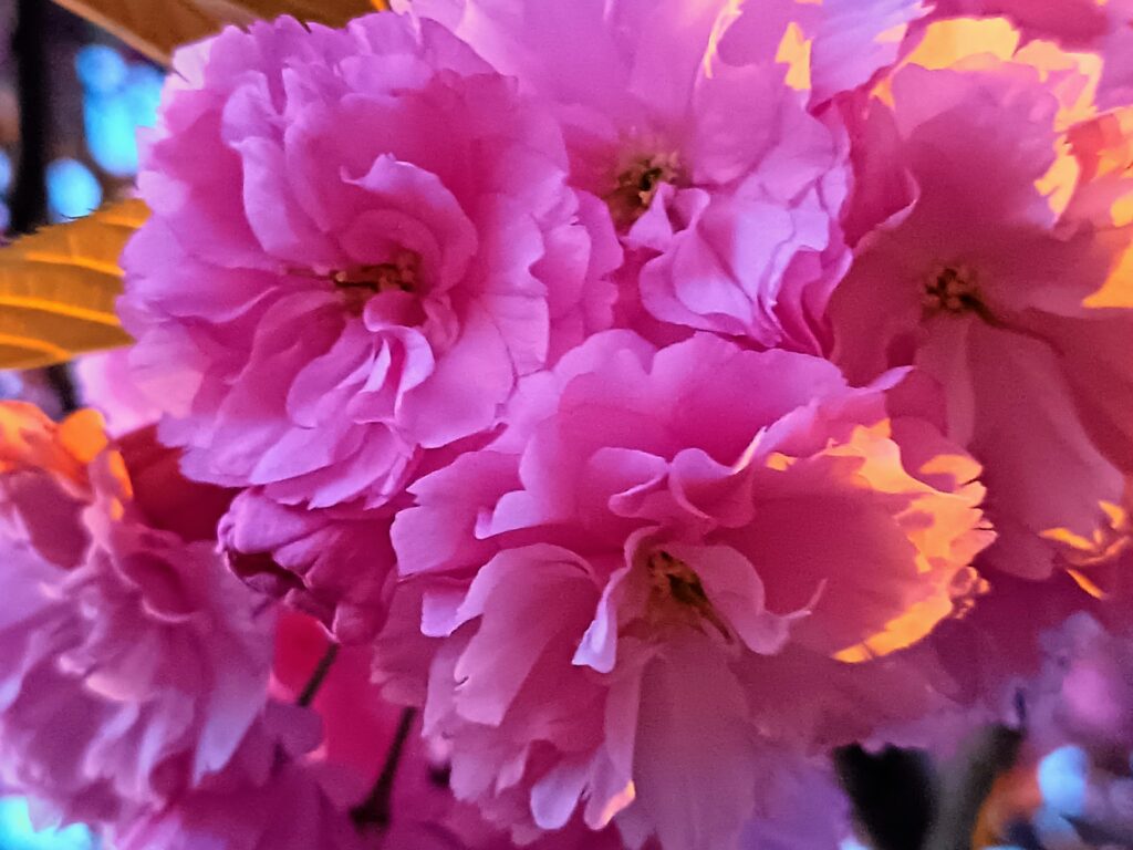 Honor 400 Camera Samples 4 Honor 400 Camera Samples 4
