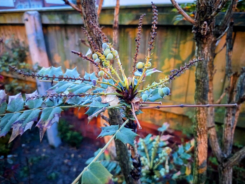 Honor 400 Camera Samples 5 Honor 400 Camera Samples 5