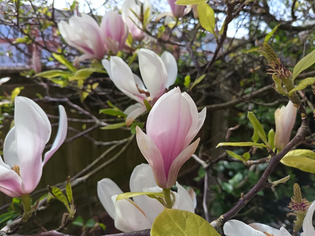 Honor 400 Lite Photo Samples 1 Honor 400 Lite Photo Samples 1